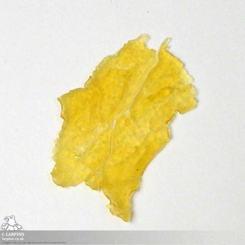 Briar Prosthetic - Bark Skin FX 4 Briar Prosthetic - Bark Skin FX - Image 2