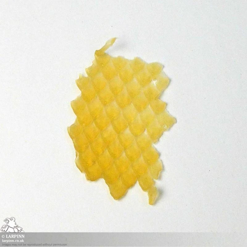 Naga Prosthetic - Snake Scale FX 4 Naga Prosthetic - Snake Scale FX - Image 2