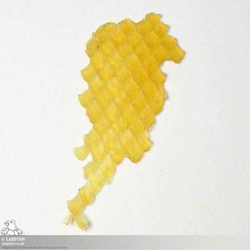 Naga Prosthetic - Snake Scale FX 5 Naga Prosthetic - Snake Scale FX - Image 3