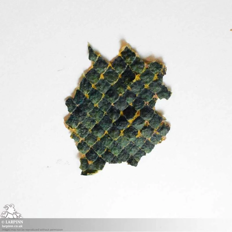 Naga Prosthetic - Snake Scale FX 7 Naga Prosthetic - Snake Scale FX - Image 5