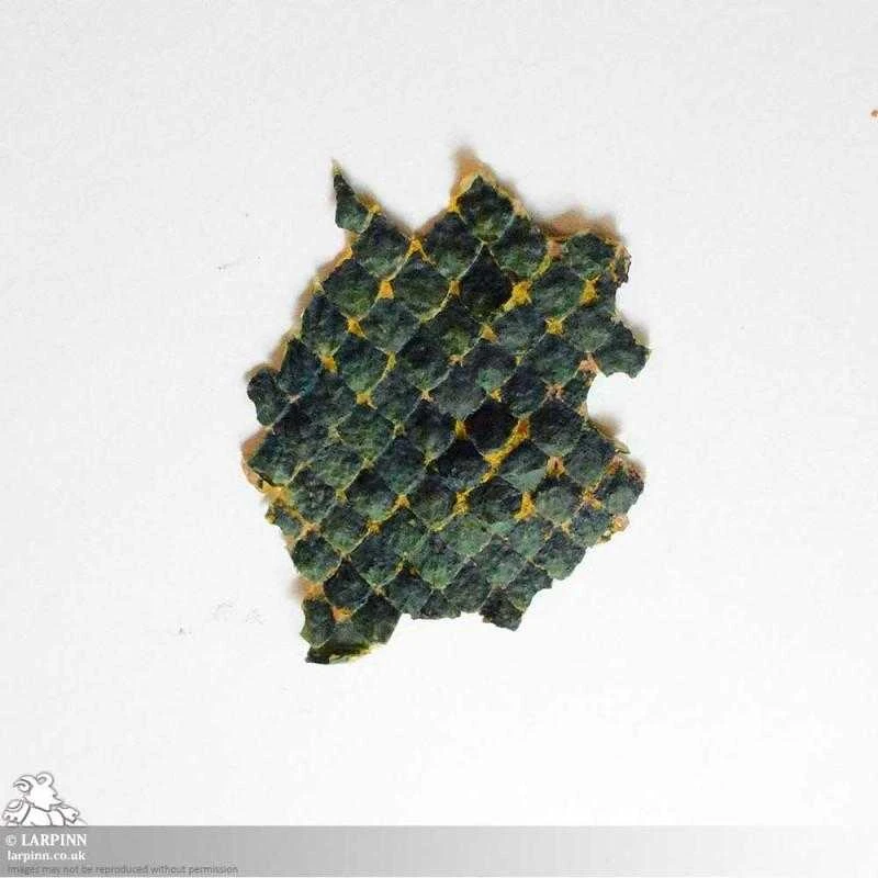 Naga Prosthetic - Snake Scale FX - Latex Free 7 Naga Prosthetic - Snake Scale FX - Latex Free - Image 5