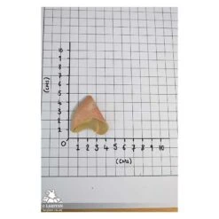 Pixie Ears - Pair Of Latex Ears & Spirit Gum 7 Pixie Ears - Pair Of Latex Ears & Spirit Gum -Larp Inn pixie ears pair of latex ears spirit gum 2