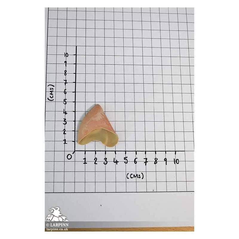 Pixie Ears - Pair Of Latex Ears & Spirit Gum 5 Pixie Ears - Pair Of Latex Ears & Spirit Gum - Image 3