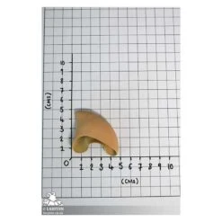 Wood Elves Ears - Pair Of Latex Ears & Spirit Gum -Larp Inn wood elves ears pair of latex ears spirit gum 2